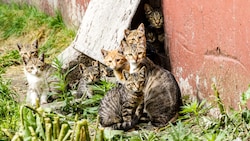 Aus einem einzigen Katzenpaar können nach fünf Jahren rein rechnerisch bis zu 13.000 Nachkommen entstehen.  (Bild: Copyright© Victoria Chekalina)