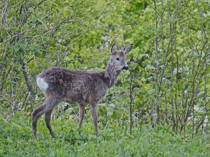 Die Rehböcke müssen sich im Frühjahr bei den Einstandskämpfen beweisen.