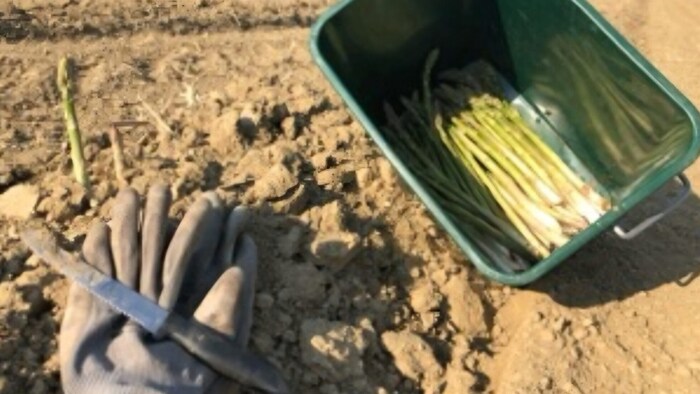 Die Ernte beim grünen Spargel ist mühsam.