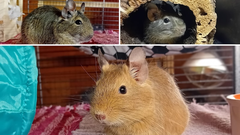 Herzallerliebste Tierchen hoffen auf ein schönes Nestchen.  (Bild: TSV Tirol )