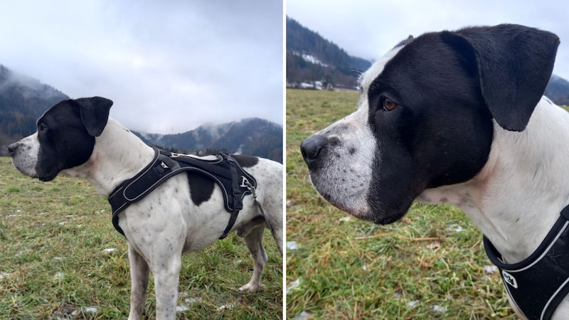 Möchte nur kuscheln! (Bild: TSV Tirol )