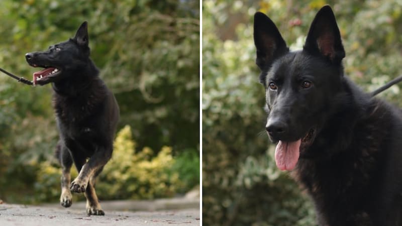 Aufgewecktes Mäuschen sucht erfahrene Menschen.  (Bild: TSV Tirol )