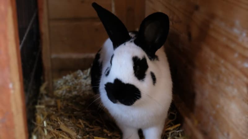 Süßer Hoppel Hase, möchte Spielkameraden. (Bild: TSV Tirol )