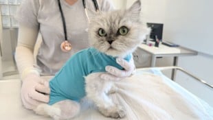 Das Findelkind erhielt den Namen „Mirabell“ und kämpft sich im TierQuarTier zurück ins Leben. 