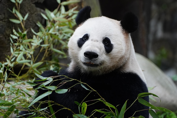 Männlein He Feng