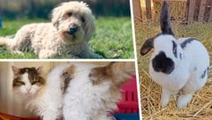 (Bild: Krone KREATIV/Pfotenhilfe Lochen, Tierheim Linz)