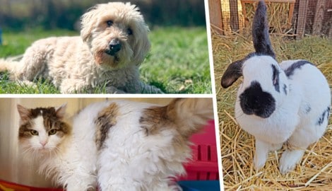 (Bild: Krone KREATIV/Pfotenhilfe Lochen, Tierheim Linz)