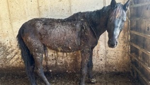 Im Bezirk Freistadt mussten 28 Pferde gerettet werden.