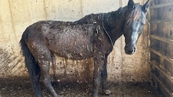 Im Bezirk Freistadt mussten 28 Pferde gerettet werden.