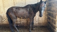 Im Bezirk Freistadt mussten 28 Pferde gerettet werden. (Bild: Tierheim/Tierschutzstelle Freistadt)