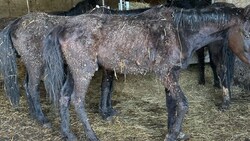 Völlig verdreckt und unterernährt mussten die Pferde ihr Dasein fristen. (Bild: Tierheim/Tierschutzstelle Freistadt)