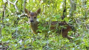 Die Rettung von Rehen (Symbolbild) nahm im Bezirk Baden ein trauriges Ende. Sie hätten überleben können, wenn die Tierrettung schneller da gewesen wäre. (Bild: Udo Sagl)