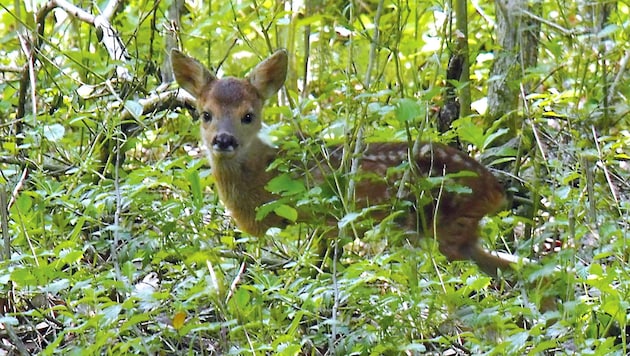 Die Rettung von Rehen (Symbolbild) nahm im Bezirk Baden ein trauriges Ende. Sie hätten überleben können, wenn die Tierrettung schneller da gewesen wäre. (Bild: Udo Sagl)