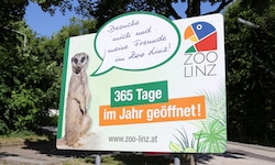 In Tiergärten wie dem Linzer Zoo ist Streicheln aktuell verboten