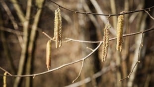 Die Pollen blühen bereits.