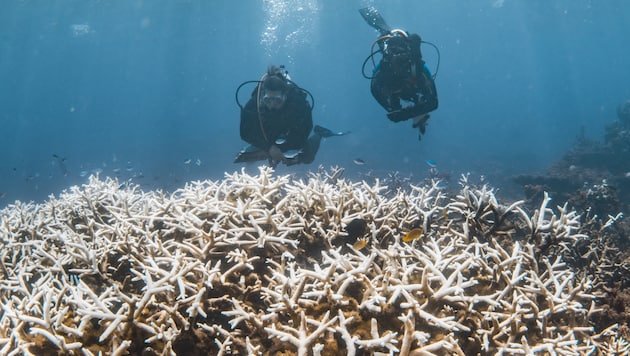 Korallenbleiche in Australien: Die artenreichen Warmwasser-Riffe sind Forschern zufolge mit ...