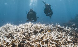 Korallenbleiche in Australien: Die artenreichen Warmwasser-Riffe sind Forschern zufolge mit ...