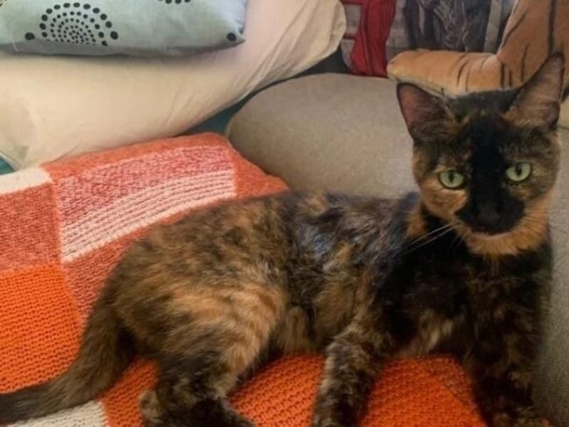 Wer hat Kitty gesehen? (Bild: zVg)