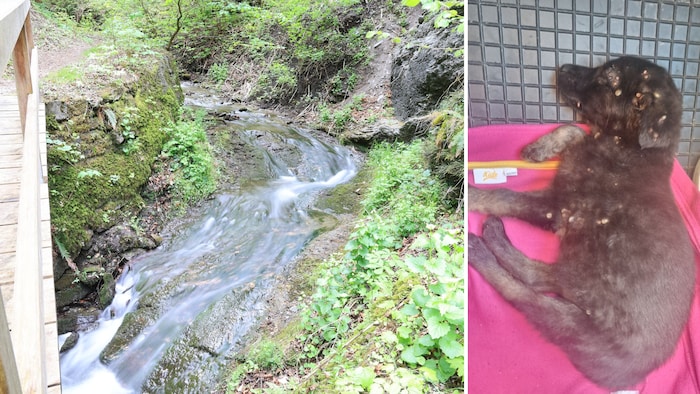 In dem Bach fand die Innsbruckerin den Welpen. „Nyla“ war mit Zecken übersät.