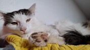 Kater „Pauli“ war Ende Februar ausgerissen, dann wochenlang unterwegs. 20 Kilometer entfernt ...