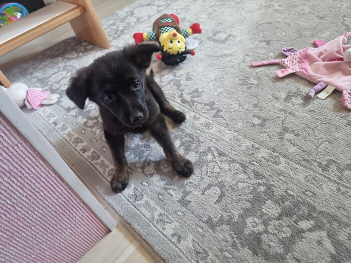 Wie verwandelt: „Nyla“ nach Rettung und Pflege durch die engagierte Tierfreundin.