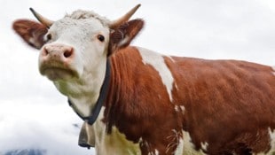 Immer mehr Kühe sterben qualvoll an Müll. Kärntens Bauernvertreter wollen heuer eine Kampagne für ein sauberes Kärnten starten. (Bild: Birbaumer Christof)