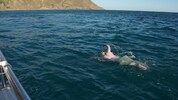 Die 31 Kilometer durchquerte Köberl in acht Stunden und 43 Minuten – Wassertemperatur 13 Grad ...