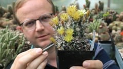 Roland Bäck ist leidenschaftlicher Kakteenzüchter. Er und seine Kollegen von der Gesellschaft der Kakteenfreunde freuen sich auf viele Besucher der größten Kakteenbörse im Alpen-Adria-Raum. (Bild: Rojsek-Wiedergut Uta)