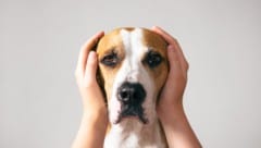 Dauerlärm kann bei Tieren nicht nur Unruhe auslösen – sondern zu echten Erkrankungen führen. (Bild: Photoboyko - stock.adobe.com)