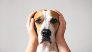 Dauerlärm kann bei Tieren nicht nur Unruhe auslösen – sondern zu echten Erkrankungen führen. (Bild: Photoboyko - stock.adobe.com)