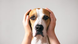 Dauerlärm kann bei Tieren nicht nur Unruhe auslösen – sondern zu echten Erkrankungen führen. (Bild: Photoboyko - stock.adobe.com)