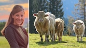 Charolais-Kühe (Symbolfoto) mit ihrem auffallend hellen Fell sollen sieben Menschen in einem ...