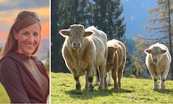 Charolais-Kühe (Symbolfoto) mit ihrem auffallend hellen Fell sollen sieben Menschen in einem ...