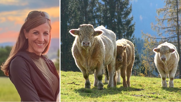 Charolais-Kühe (Symbolfoto) mit ihrem auffallend hellen Fell sollen sieben Menschen in einem einzigen Weidegebiet verletzt haben. Almwirtin Ramona E. hofft, dass endlich etwas gemacht wird. (Bild: Fischer Claudia, Ramona E.)