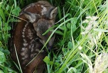 Frisch geborene Rehkitze ducken sich in den ersten Tagen ins hohe Gras anstatt zu flüchten. (Bild: Kärntner Jägerschaft)