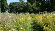 Eine wild wuchernde Wiese und dazwischen ein gemähter Trampelpfad – ideal für Mensch, Tiere und ...