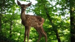 „Bambi – Eine Lebensgeschichte aus dem Walde“ ist ein Erlebnis für die ganze Familie. (Bild: Eric Travers)