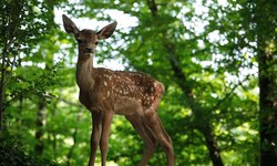 „Bambi – Eine Lebensgeschichte aus dem Walde“ ist ein Erlebnis für die ganze Familie.
