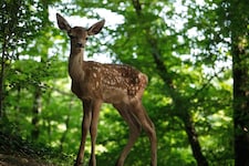 „Bambi – Eine Lebensgeschichte aus dem Walde“ ist ein Erlebnis für die ganze Familie. (Bild: Eric Travers)