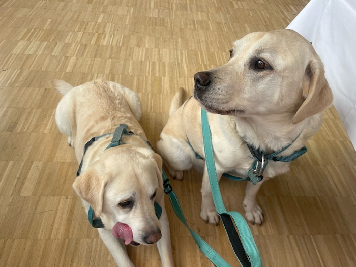 Die beiden Labradors Benno und Cupa waren auch vor Ort. 