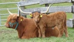 Hochlandrind-Kalb „Josephine“ schmückt sich am Hof der Krückls mit den Hörnern des dahinterliegenden Muttertiers „Yoko“. (Bild: privat)