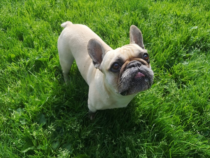 Für viele Bulldoggen ist das ganze Leben ein Überlebenskampf (Symbolbild)