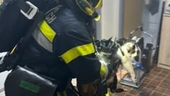 Katzen wurden unverzüglich aus dem verrauchten Gebäude gebracht. (Bild: HWF)