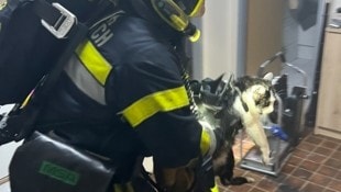 Katzen wurden unverzüglich aus dem verrauchten Gebäude gebracht. (Bild: HWF)