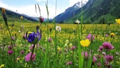 Im hohen Gras ist das Zeckenrisiko nicht zu unterschätzen.  (Bild: Maria Harlander)