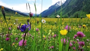 Im hohen Gras ist das Zeckenrisiko nicht zu unterschätzen.  (Bild: Maria Harlander)