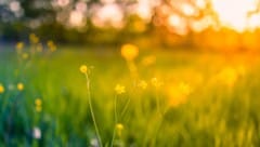 (Bild: icemanphotos – stock.adobe.com)
