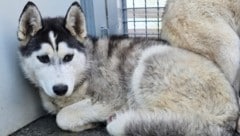 Die Hunde sind nun im Tierheim Murtal untergebracht. (Bild: Tierheim Murtal)