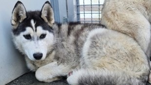 Die Hunde sind nun im Tierheim Murtal untergebracht. (Bild: Tierheim Murtal)