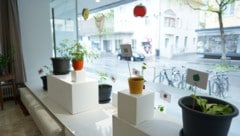 Ein besonderes Schaufenster des „WirkRaum“ in der Dornbirner Bahnhofstraße. (Bild: Caritas Vorarlberg/Hjördis Grabherr)